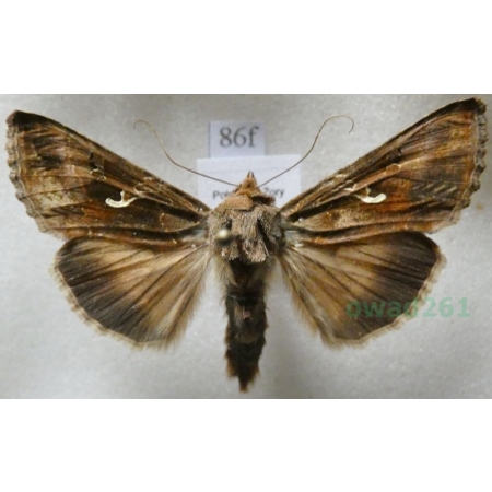 Autographa gamma (Linnaeus, 1758) Błyszczka jarzynówka Poland86f